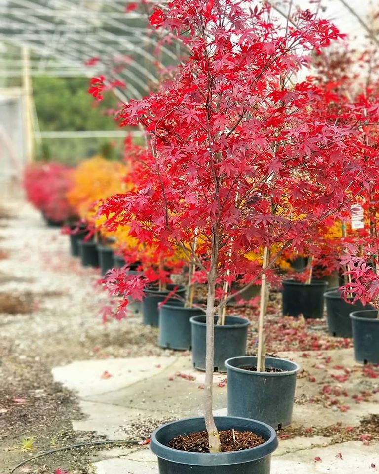 a small red tree in a blue pot.