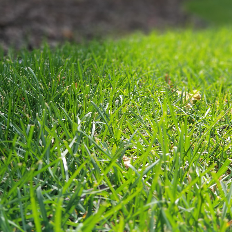 a close up of a green grass field.