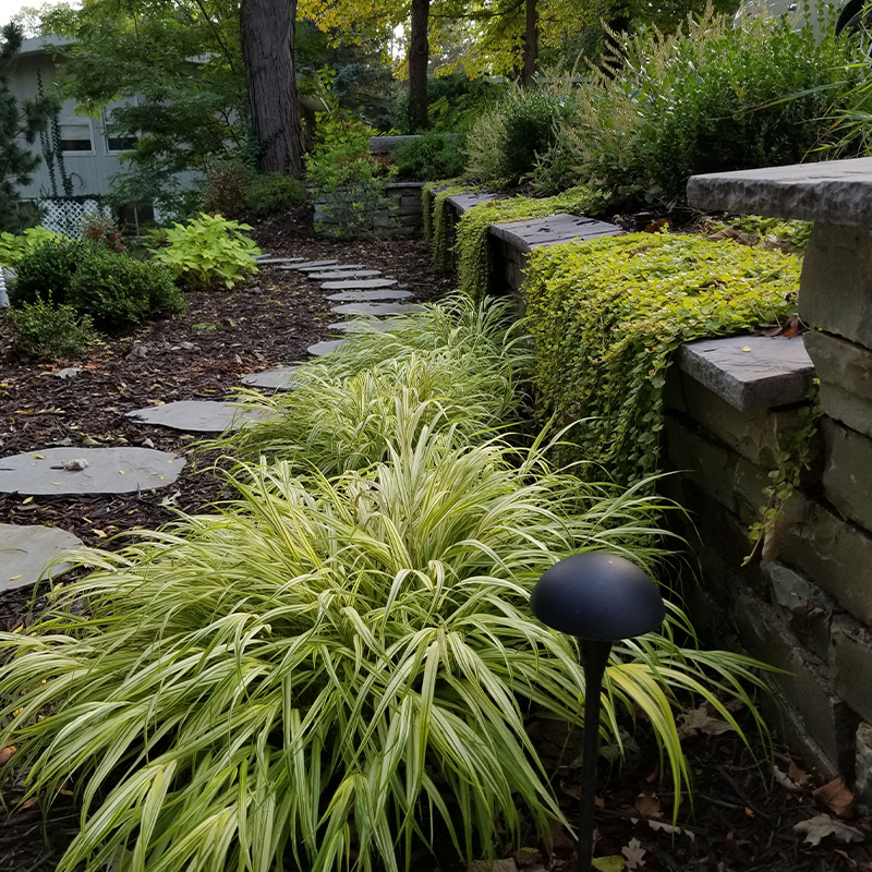 a garden with a stone path and plants.