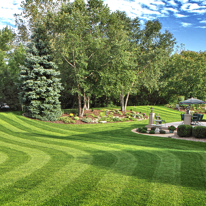 a lush green lawn surrounded by trees and bushes.